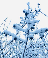 ������  ѩ