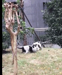 ���ˣ�����ĳС����������ҧ��è