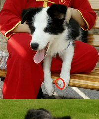 寻狗启事,2000元寻爱犬,好心人帮帮忙。