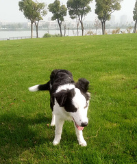 寻狗启事,2000元寻爱犬,好心人帮帮忙。