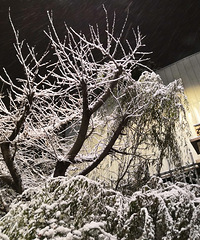 ����ѩҹ���ؼ�·�ϱ�ѩ������ ��������ˣ�