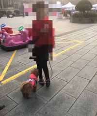 搬家到杭州,家里四个月的萌宠泰迪狗狗免费送人了,已打好疫苗。