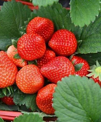 草莓季!2019嘉兴采草莓去哪里,最新价格是多少?