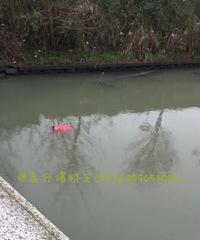 ���£�ƽ���п���������ǰ����Ʈ��һ��Ůʬ����