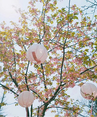 ��ӣ������ȥ�ձ����������ӣ����������Ҫ�ǽ���