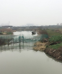 河塘里水草污染严重啊 现在河里还可以养鱼吗?