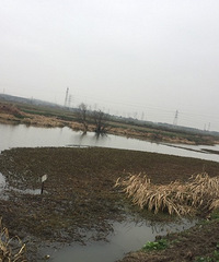 河塘里水草污染严重啊 现在河里还可以养鱼吗?