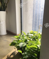 ϲ��2019�׸�̫��