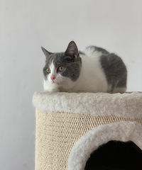 Ӣ��������������