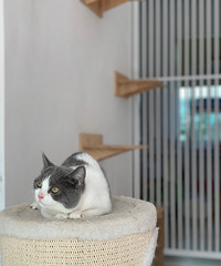 Ӣ��������������