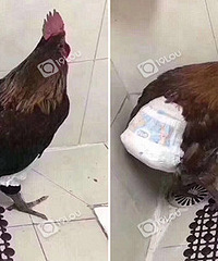 Цskr�ˣ������������������ʪ��