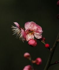 ������������ ������������ζ����