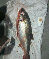 ���ڳԵ�����ô���һ���� Ī����ʧ���Ѿõġ����㾫����