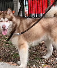 ����˹���������