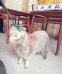 ȥ�����¹�������꣬ɱ����������ã�����ԲԲȫ�һ���