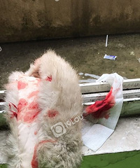 ����ĳС����ϱ�����֣������Ѫ�ˣ�