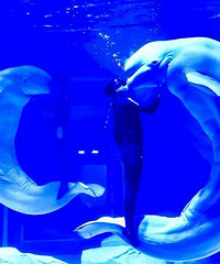 海豚、海狮、海豹、大鲸鱼...各种神秘海洋动物与你亲密接触!