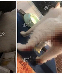 ��è��ȥ����� ����º�Ȼ��Ѫ���ˣ�