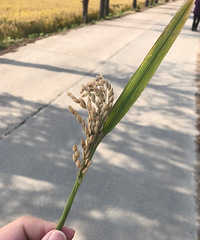 91���з��GG ����176 IT�����з��г� ������ѹ��