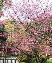 ������ô�������������÷�������Ʒ��һ����ɫС�԰�