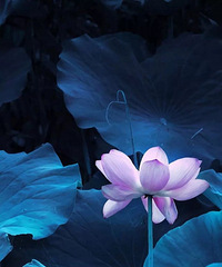 ��һ����ɫ�ʲ�һ�����⾳