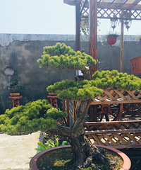 阳光浴