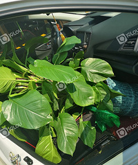 崩溃了!买盆植物好不容易放进去 现在搞不出来了...
