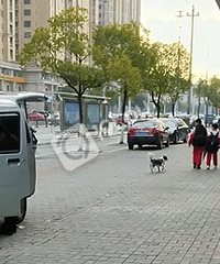 嘉兴这位养狗人太霸道!扬言放狗咬死我!还说有钱赔得起!