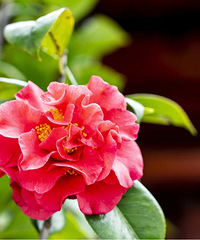 ����һĨů��������һ������