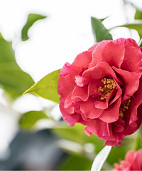 ����һĨů��������һ������