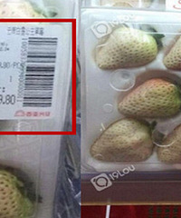 ��ݮ�еİ�ѩ������11����ݮ��100�飡