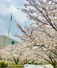 ͬ�õ�ӣ���������