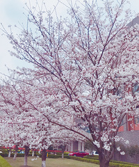 ������� ȥͬ�ô�ѧ��ӣ����