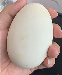 ��5�����Ϲ����Ͷʳ ����12�