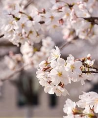 ����ʱ-ͬ��ӣ��