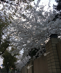 ����Ψ��ӣ���������������ӣ������ ����Զ���ձ�����