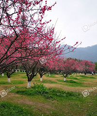 ��ɽ��÷��÷��ʢ���ǳ�����