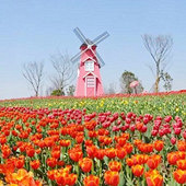 ��Ψ�������㻨��