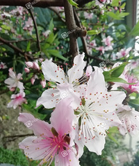 ��֮زز�������仪