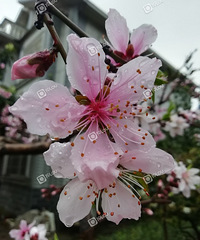 ��֮زز�������仪