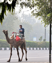 ��ӡ�Ȼ�����������5��������ֵ��һȥ