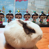 �����￴ӣ��������