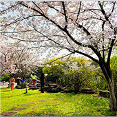 ���Ϲ�԰ ӣ��ʢ��