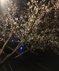 ���ϵ�ӣ��