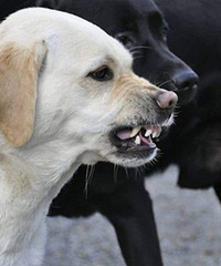 ������������9���к��⹷׷�� ӭ��ײ�ϴ������ͷ��Ѫ����