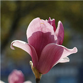 �ٻ��뿪 �����ް�