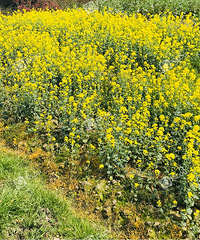 ��������Ͳ˻�