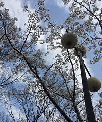 #随手拍春天#樱花季