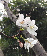 #随手拍春天#樱花季