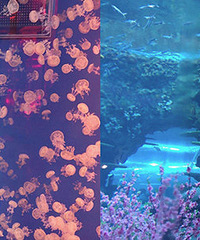 �����ˢ���ĺ���԰ С��������˷���